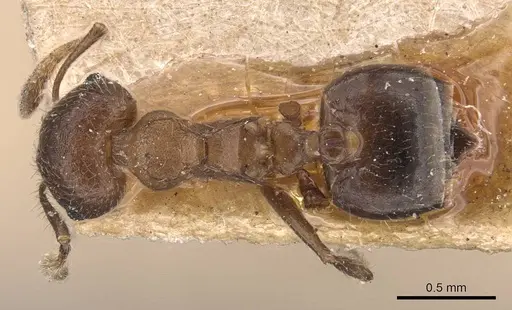 Crematogaster dohrni specimen CASENT0907512 image casent0907512_1
