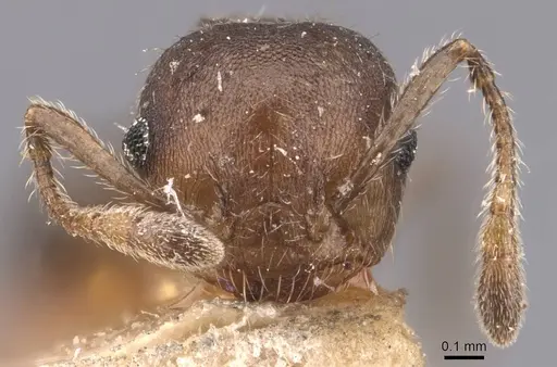 Crematogaster dohrni specimen CASENT0907512 image casent0907512_2