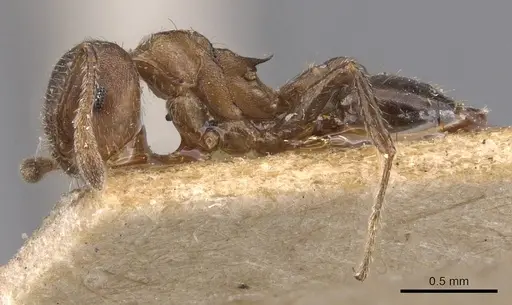 Crematogaster dohrni specimen CASENT0907512 image casent0907512_3