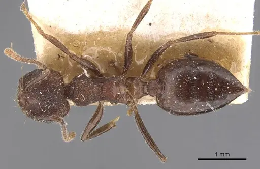 Crematogaster dohrni specimen CASENT0907516 image casent0907516_1