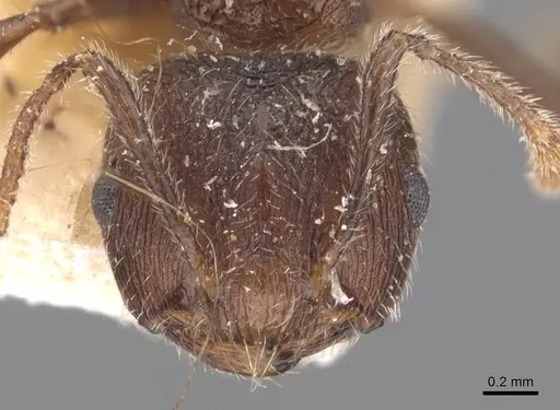 Crematogaster dohrni specimen CASENT0907516 image casent0907516_2