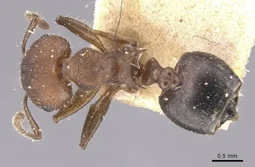 Crematogaster dohrni specimen CASENT0912667 image casent0912667_1