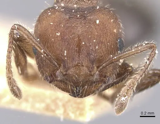 Crematogaster dohrni specimen CASENT0912667 image casent0912667_2