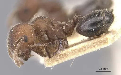 Crematogaster dohrni specimen CASENT0912667 image casent0912667_3