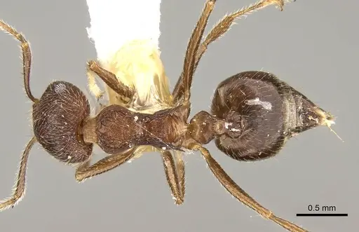 Crematogaster dohrni specimen CASENT0914077 image casent0914077_1