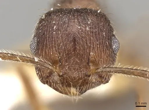 Crematogaster dohrni specimen CASENT0914077 image casent0914077_2