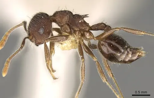 Crematogaster dohrni specimen CASENT0914077 image casent0914077_3