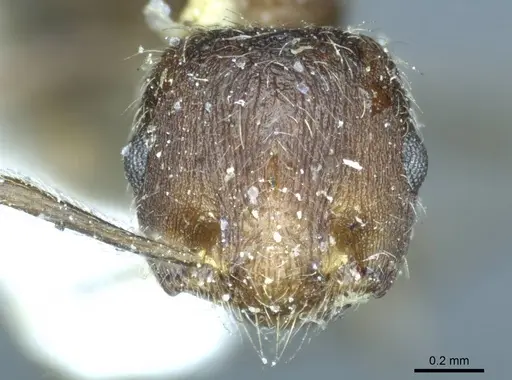 Crematogaster dohrni specimen CASENT0919682 image casent0919682_2