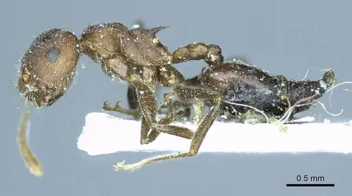 Crematogaster dohrni specimen CASENT0919682 image casent0919682_3