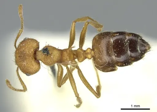 Crematogaster dohrni specimen CASENT0919683 image casent0919683_1