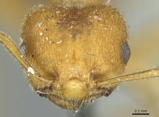 Crematogaster dohrni specimen CASENT0919683 image casent0919683_2