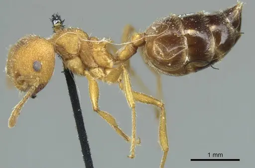 Crematogaster dohrni specimen CASENT0919683 image casent0919683_3