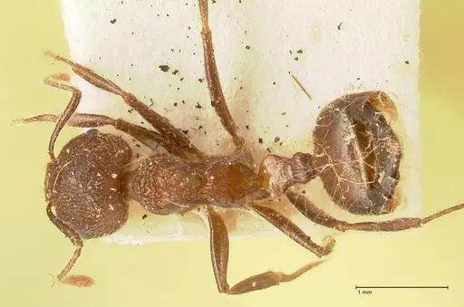 Crematogaster dohrni specimen FOCOL1451 image focol1451_1
