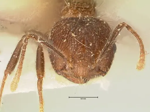 Crematogaster dohrni specimen FOCOL1451 image focol1451_2