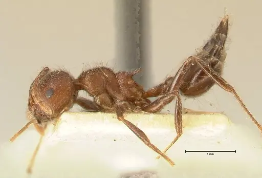 Crematogaster dohrni specimen FOCOL1451 image focol1451_3