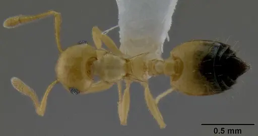 Crematogaster dolens specimen CASENT0193756 image casent0193756_1