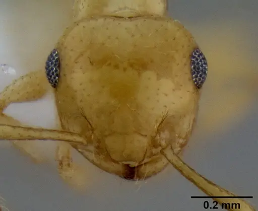 Crematogaster dolens specimen CASENT0193756 image casent0193756_2