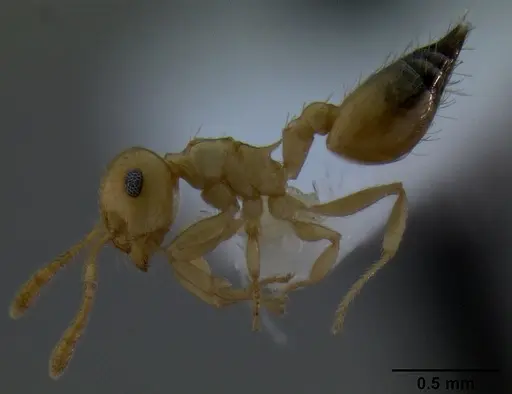 Crematogaster dolens specimen CASENT0193756 image casent0193756_3