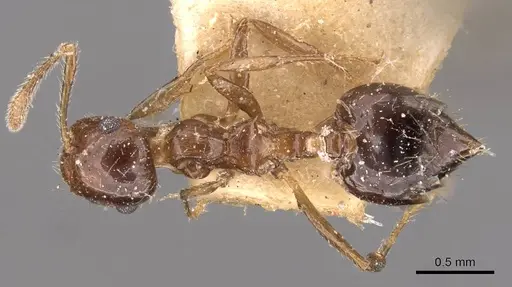 Crematogaster dolens specimen CASENT0908358 image casent0908358_1