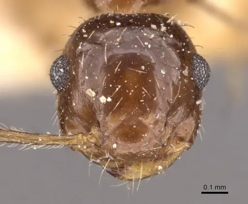 Crematogaster dolens specimen CASENT0908358 image casent0908358_2