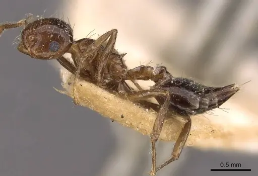 Crematogaster dolens specimen CASENT0908358 image casent0908358_3