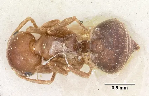 Crematogaster donisthorpei specimen CASENT0101917 image casent0101917_1