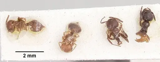 Crematogaster donisthorpei specimen CASENT0101917 image casent0101917_2