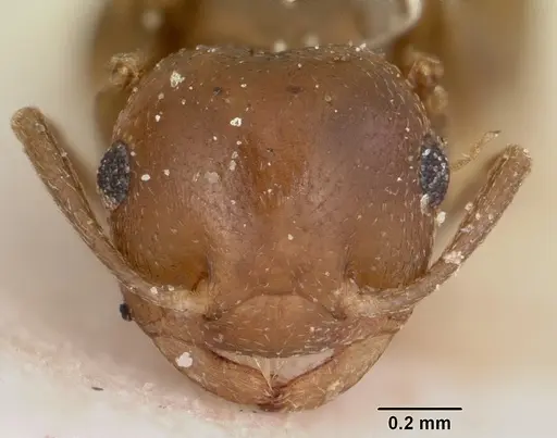 Crematogaster donisthorpei specimen CASENT0101917 image casent0101917_3