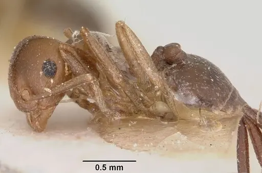 Crematogaster donisthorpei specimen CASENT0101917 image casent0101917_4