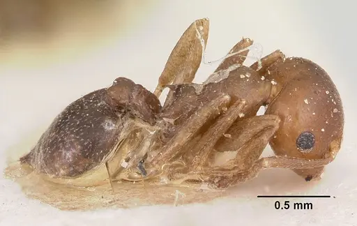 Crematogaster donisthorpei specimen CASENT0101917 image casent0101917_5