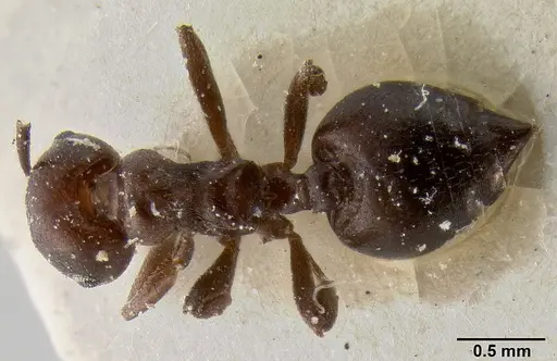 Crematogaster donisthorpei specimen CASENT0193633 image casent0193633_1