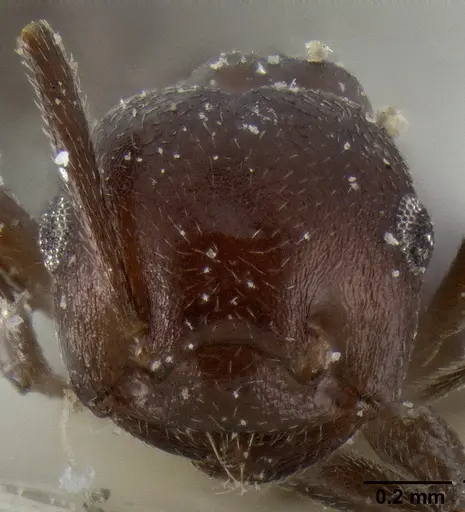 Crematogaster donisthorpei specimen CASENT0193633 image casent0193633_2