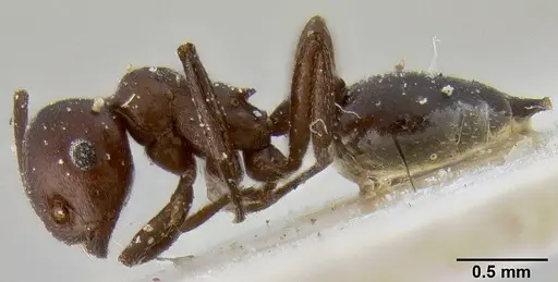Crematogaster donisthorpei specimen CASENT0193633 image casent0193633_3