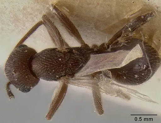 Crematogaster donisthorpei specimen CASENT0193636 image casent0193636_1