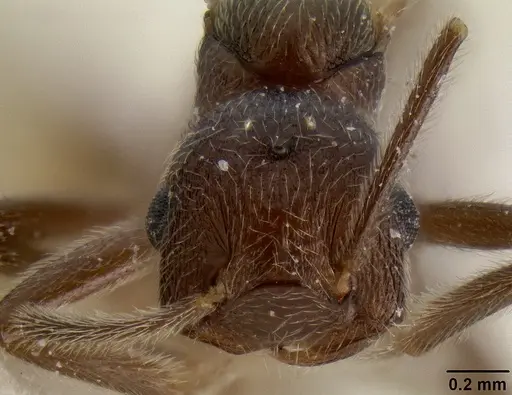 Crematogaster donisthorpei specimen CASENT0193636 image casent0193636_2