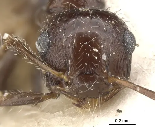 Crematogaster dorsidens specimen CASENT0901469 image casent0901469_1