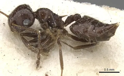 Crematogaster dorsidens specimen CASENT0901469 image casent0901469_2