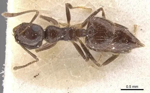 Crematogaster dorsidens specimen CASENT0912768 image casent0912768_1