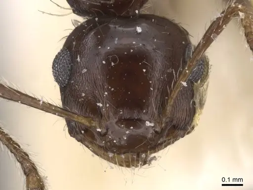 Crematogaster dorsidens specimen CASENT0912768 image casent0912768_2