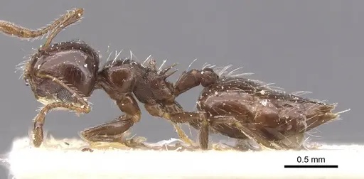 Crematogaster dorsidens specimen CASENT0912768 image casent0912768_3