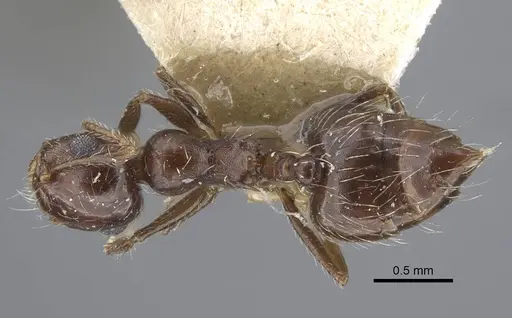 Crematogaster dorsidens specimen CASENT0916977 image casent0916977_1
