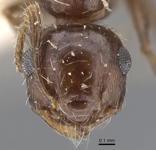 Crematogaster dorsidens specimen CASENT0916977 image casent0916977_2