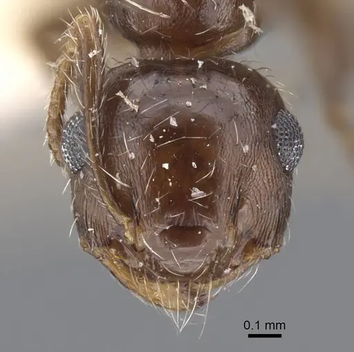 Crematogaster dorsidens specimen CASENT0916977 image casent0916977_3