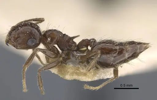 Crematogaster dorsidens specimen CASENT0916977 image casent0916977_4