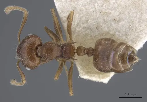 Crematogaster dubia specimen CASENT0916991 image casent0916991_1