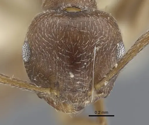 Crematogaster dubia specimen CASENT0916991 image casent0916991_2