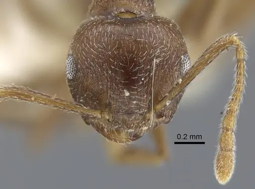 Crematogaster dubia specimen CASENT0916991 image casent0916991_3