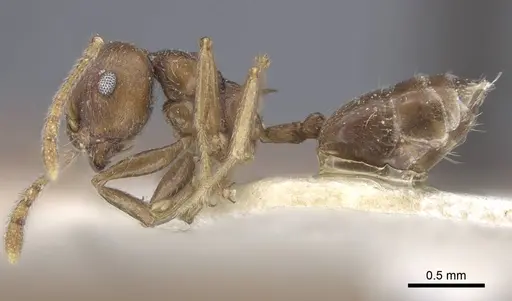 Crematogaster dubia specimen CASENT0916991 image casent0916991_4