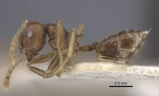 Crematogaster dubia specimen CASENT0916991 image casent0916991_5