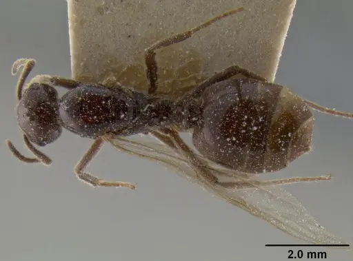 Crematogaster ebenina specimen CASENT0193632 image casent0193632_1